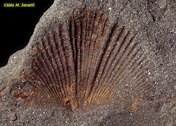 brachiopod mold