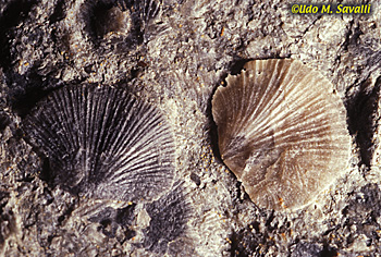 mineralized brachiopods