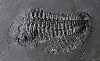 Chotecops trilobite