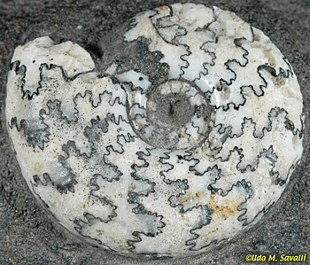Craspedites ammonite