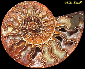 cut ammonite