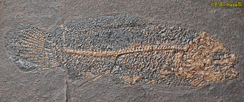 Cyclurus fish fossil