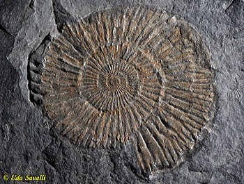 Dactylioceras ammonite