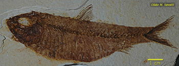 Knightia fish fossil