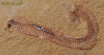 Paleoscolex worm fossil
