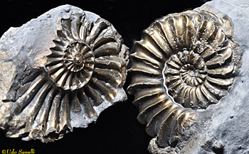 Ammonite2