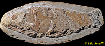 Rhacolepis fish fossil