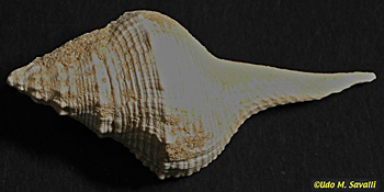 snail fossil