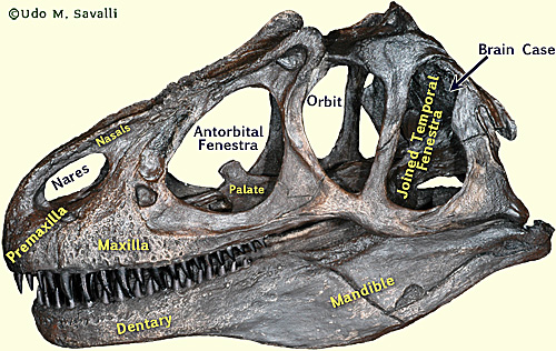 allosaurus skull
