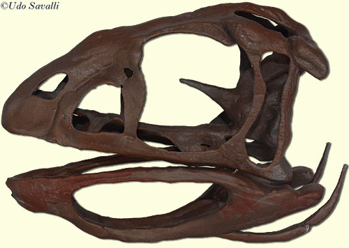 Berthasaura skull
