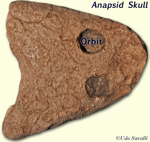 anapsid skull