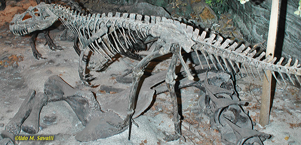 Ceratosaurus fossil