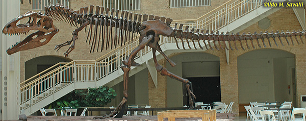 Giganotosaurus fossil