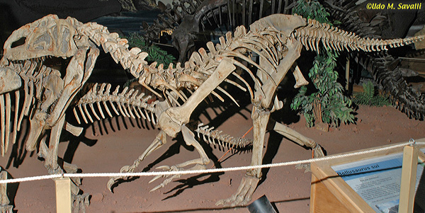 Monolophosaurus fossil