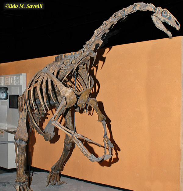 Nothronychus fossil