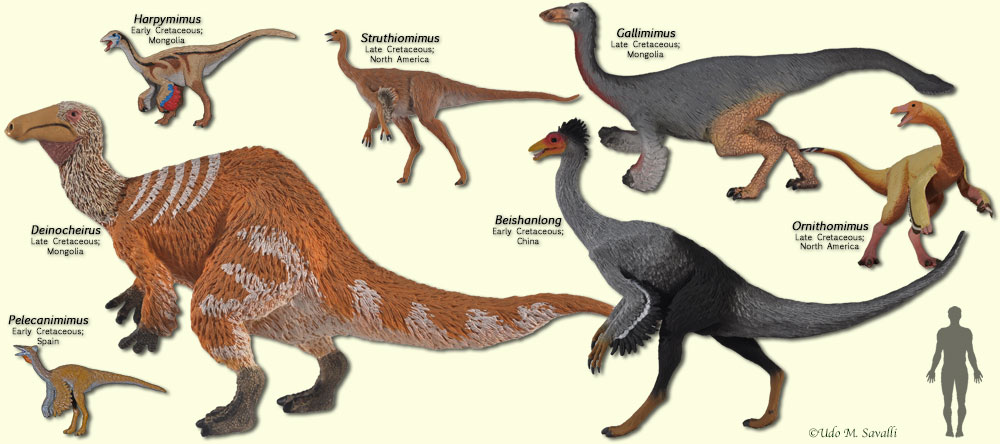 Ornithomimids
