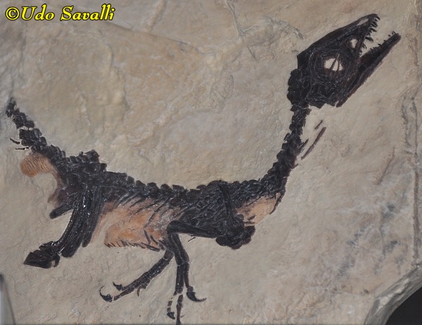 Scipionyx fossil