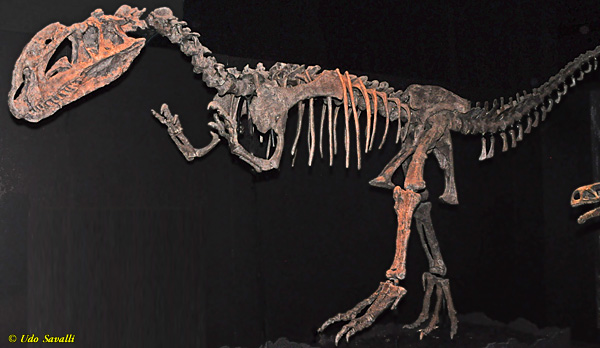 Sinosaurus fossil