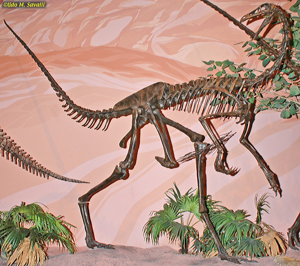 Struthiomimus fossil