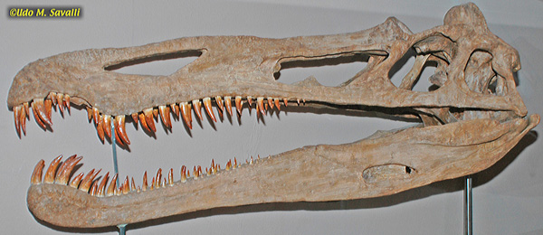 Suchomimus fossil