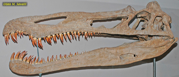 suchomimus skeleton