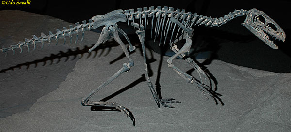 Suskityrannus fossil
