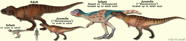 juv & adult Tyrannosaurus