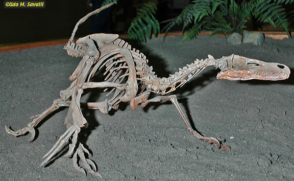 Velociraptor fossil