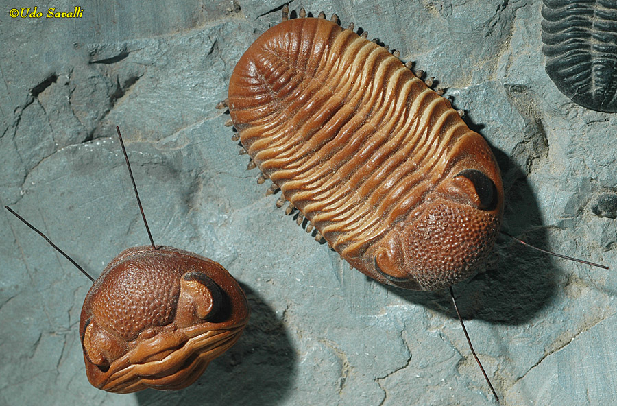 Phacops Trilobite Models