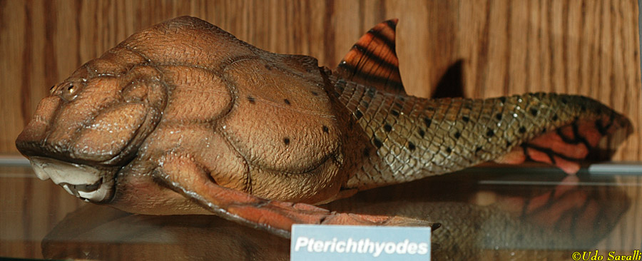 Pterichthyodes Model