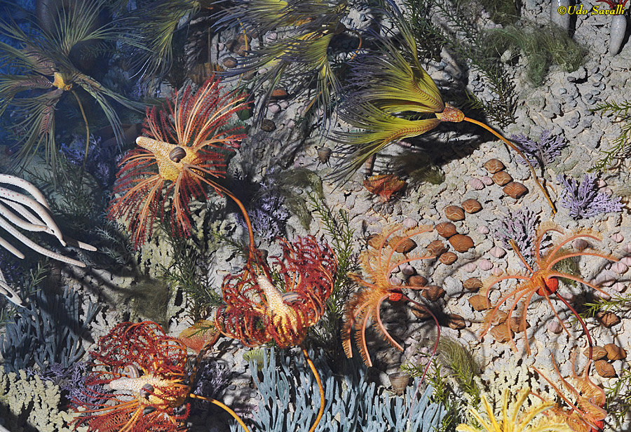 Silurian Crinoid Reef
