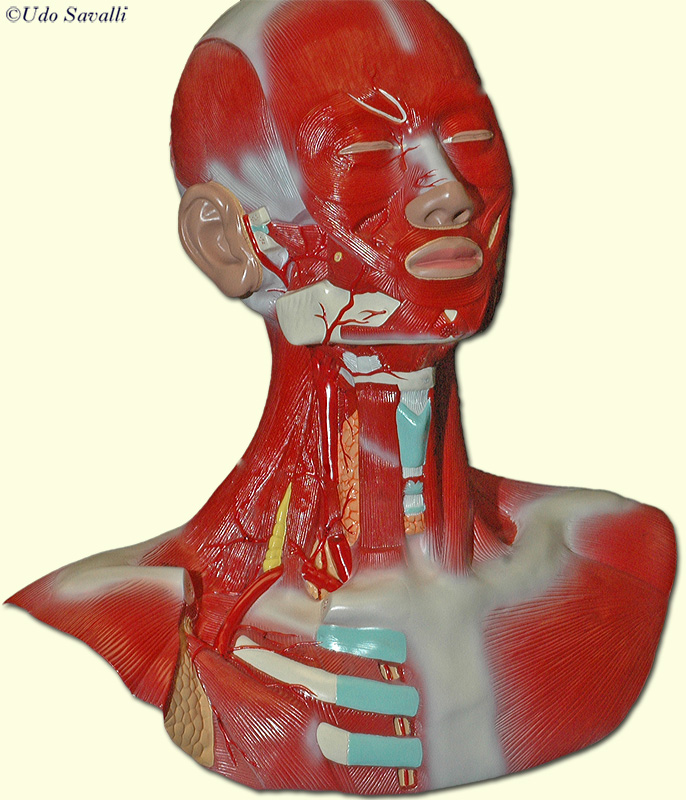 head muscle model right side unlabeled