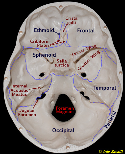 bone markings of the skull