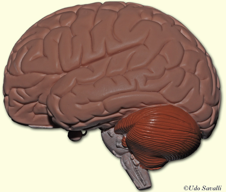 Brain external view unlabeled