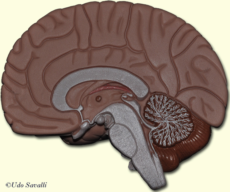 Brain internal view unlabeled