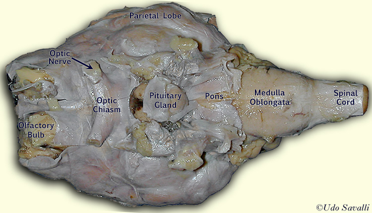 Sheep Brain ventral view labeled