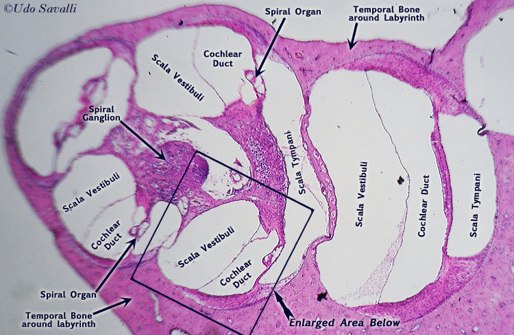 BIO201-Cochlea