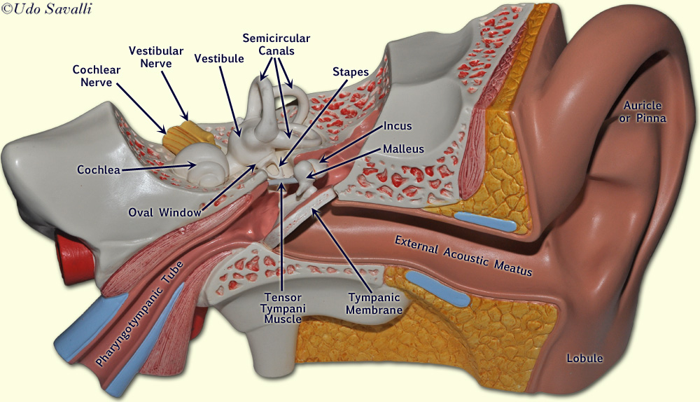 ear model unlabeled