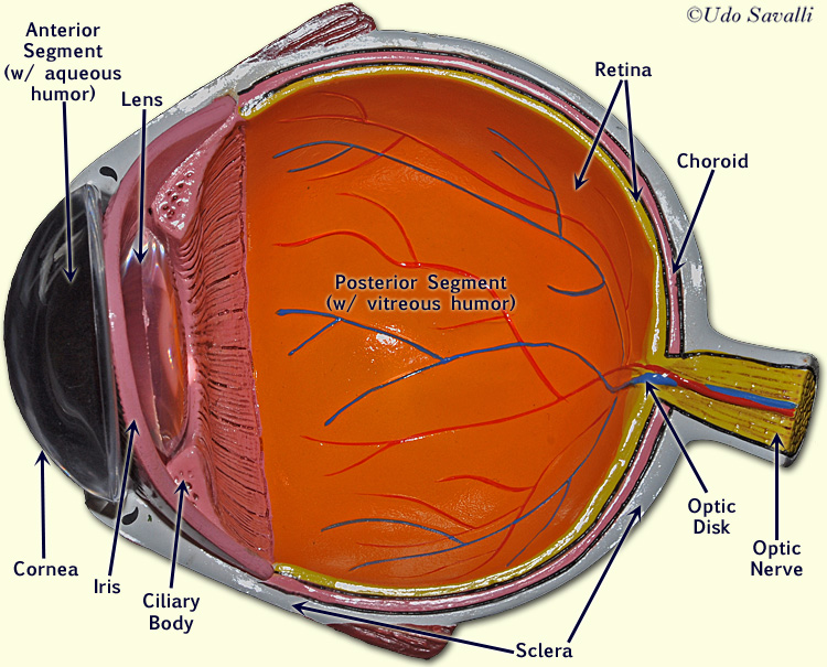 eye anatomy model