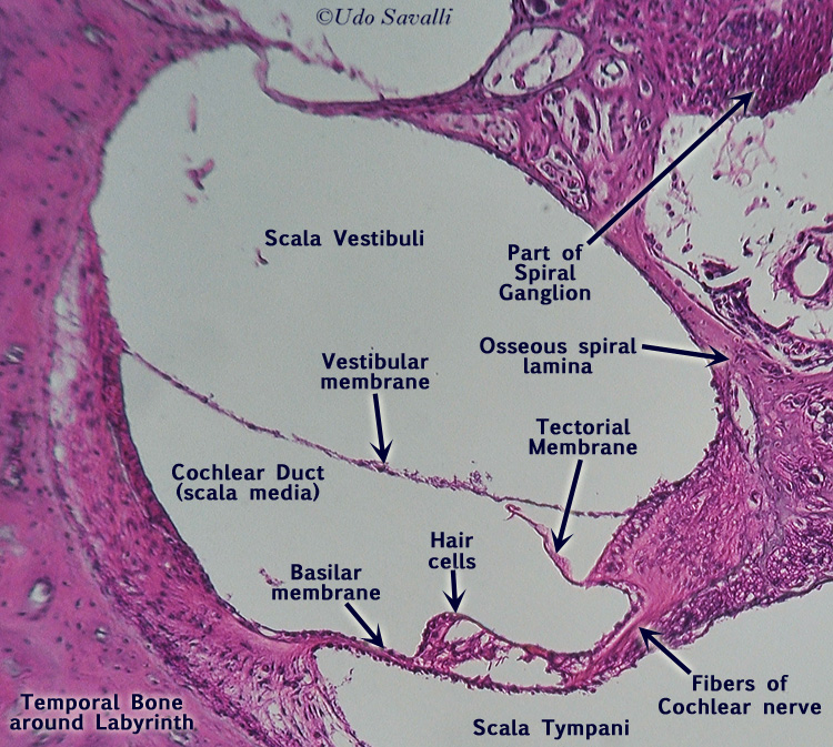 BIO201-Cochlea
