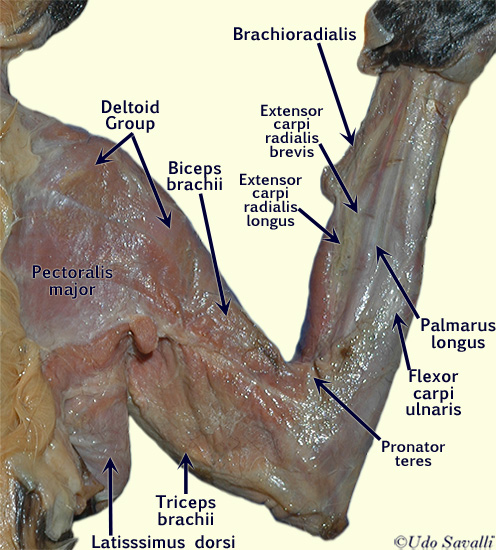 cat arm unlabeled