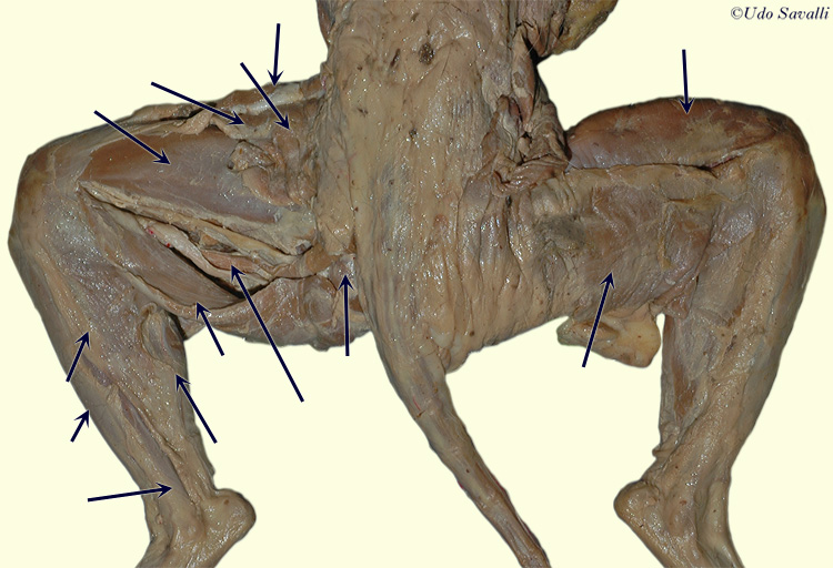 cat hind limbs unlabeled