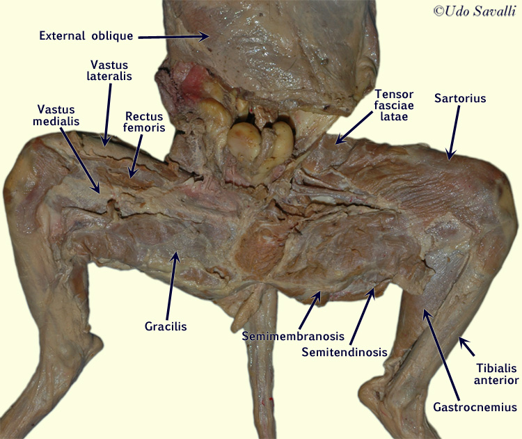 cat hind limbs unlabeled