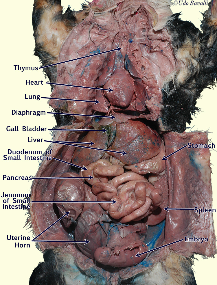 BIO201-Cat Organ Systems