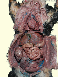 cat dissection