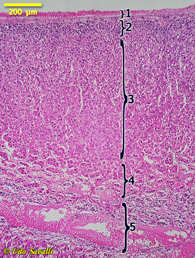 Adrenal Histology