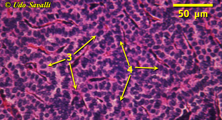 Parathyroid Histology