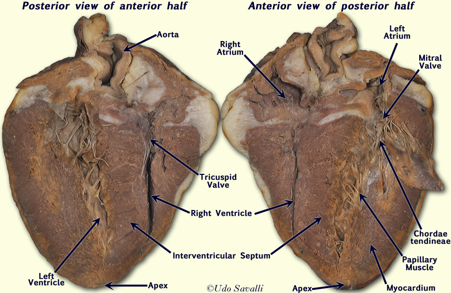 Sheep Heart Internal unlabeled