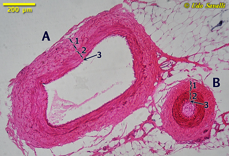 Artery & Vein