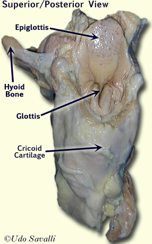 sheep Larynx labeled